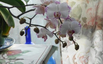 Orchids, Brooklyn, every February, this year most ever
